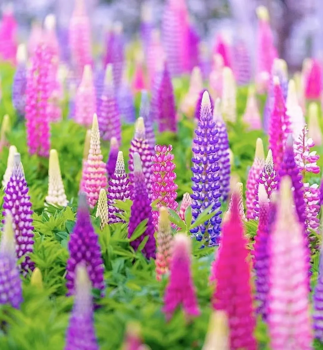 ✨54% OFF🌈Lupine flower seeds