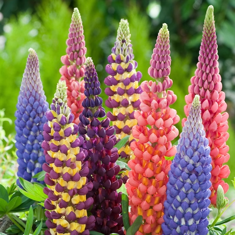 ✨54% OFF🌈Lupine flower seeds