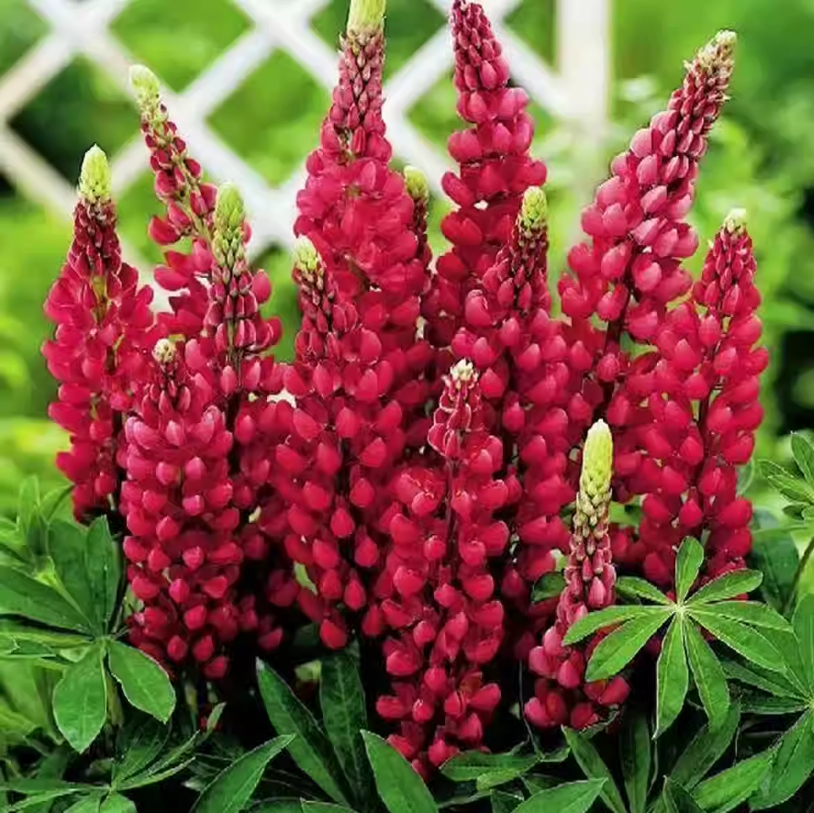 ✨54% OFF🌈Lupine flower seeds