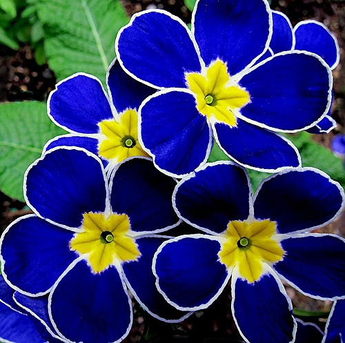 🔥56% OFF💜Primula seeds and cabbage seeds can be planted in all seasons