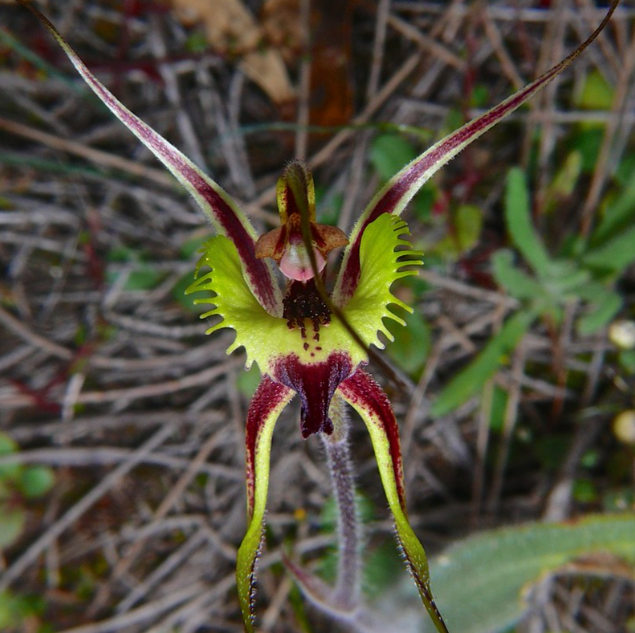 🥳54% OFF🌿Rare Paphiopedilum Seeds Rare Flower Orchid Seeds For Home Garden Plants