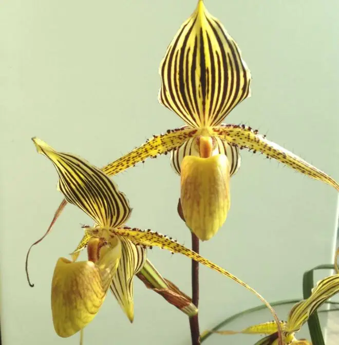 🥳54% OFF🌿Rare Paphiopedilum Seeds Rare Flower Orchid Seeds For Home Garden Plants