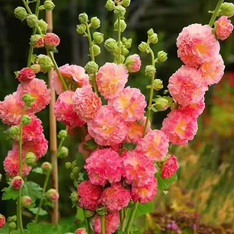 🎉Hot Sale🦋 Multi-Colored Hollyhock Seeds