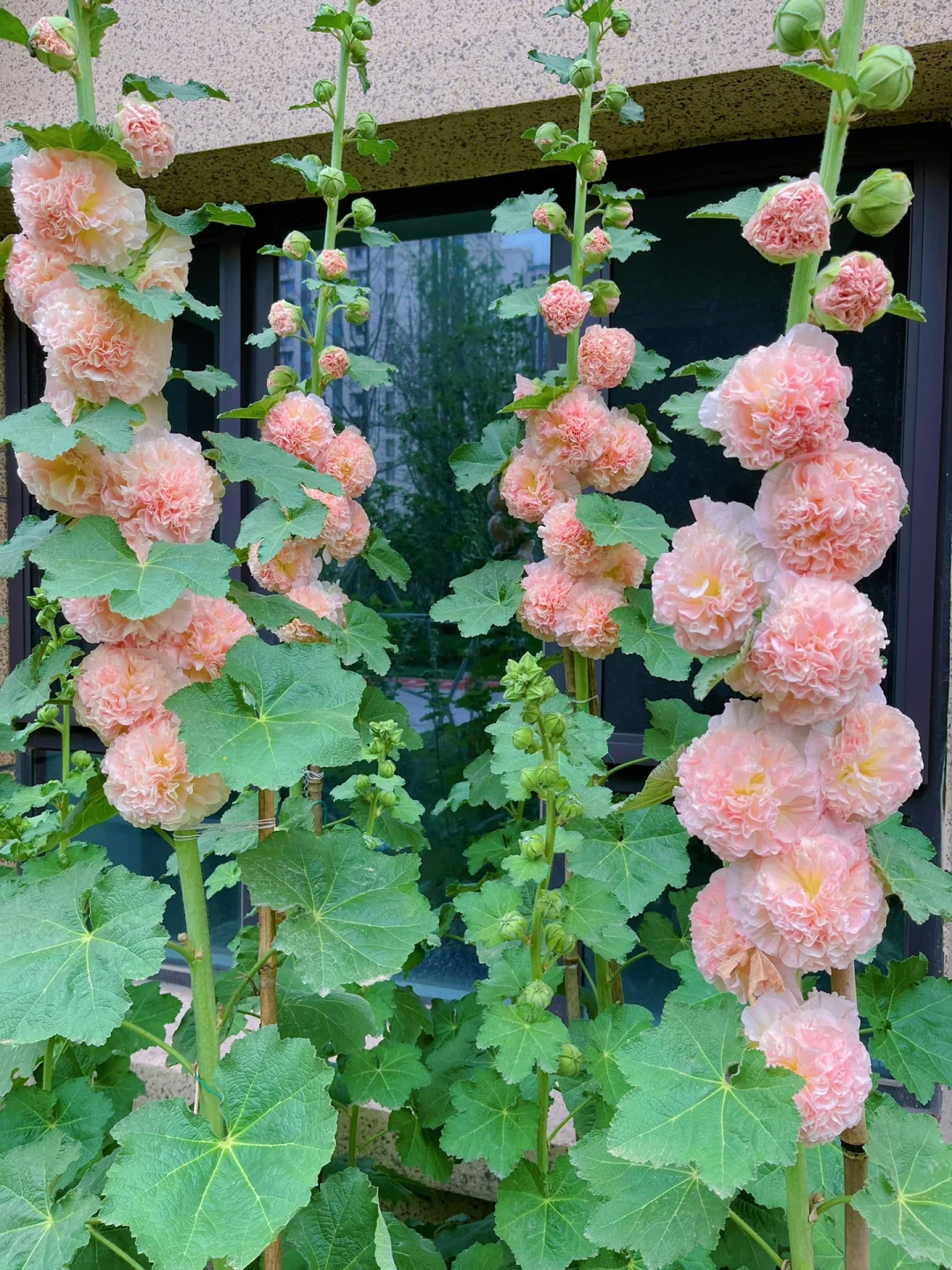 🎉Hot Sale🦋 Multi-Colored Hollyhock Seeds