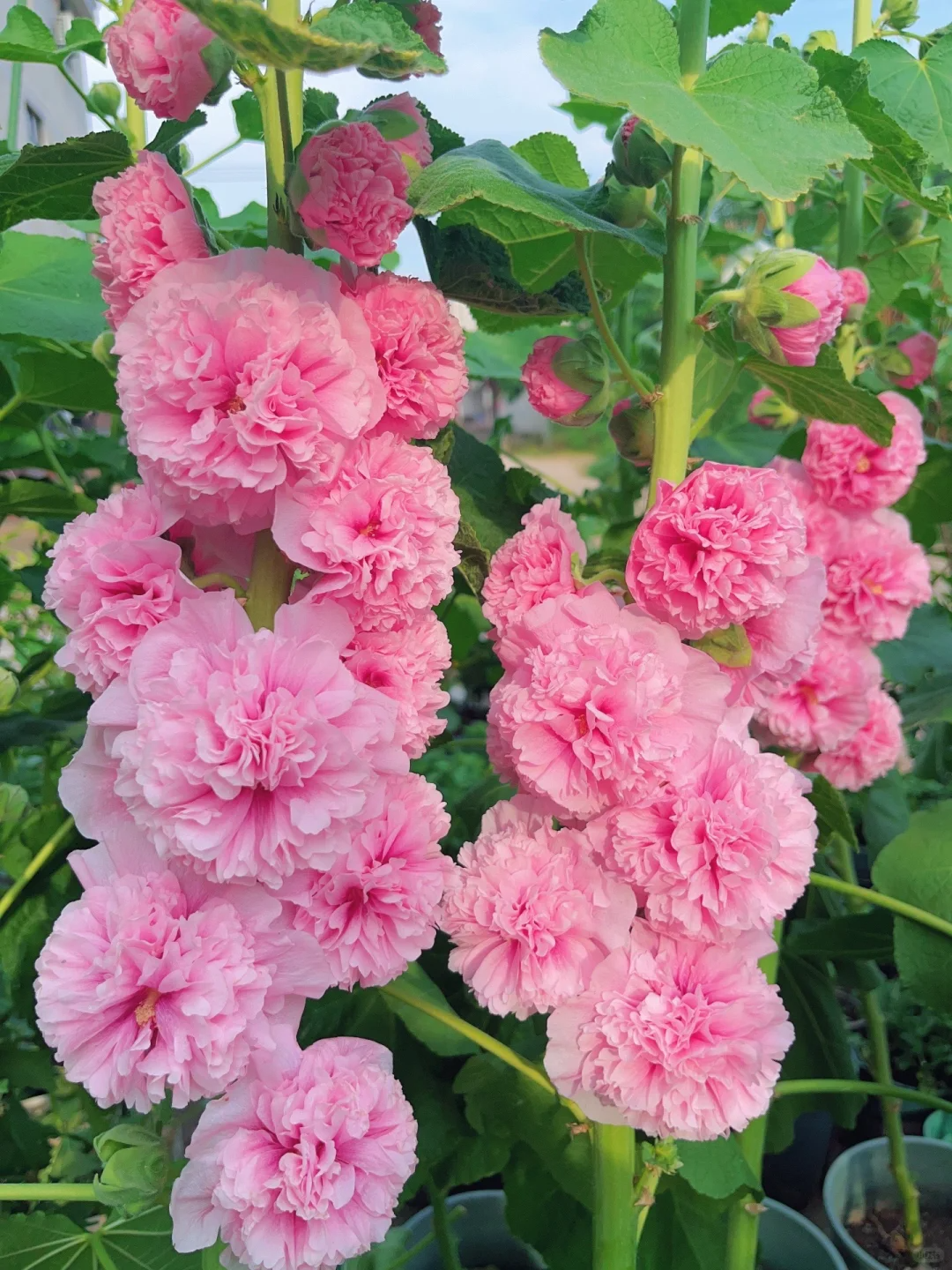 🎉Hot Sale🦋 Multi-Colored Hollyhock Seeds