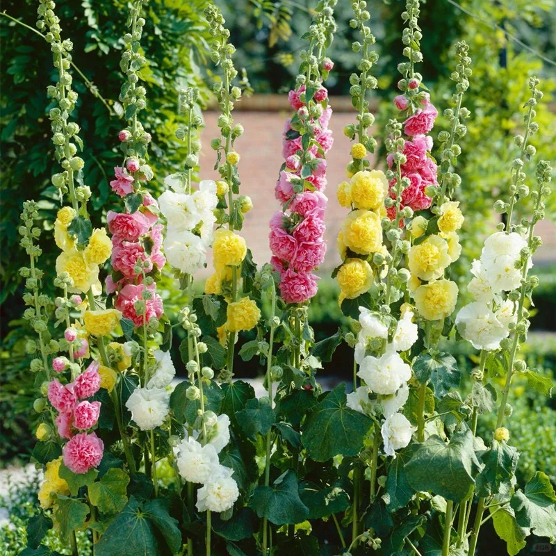 🎉Hot Sale🦋 Multi-Colored Hollyhock Seeds