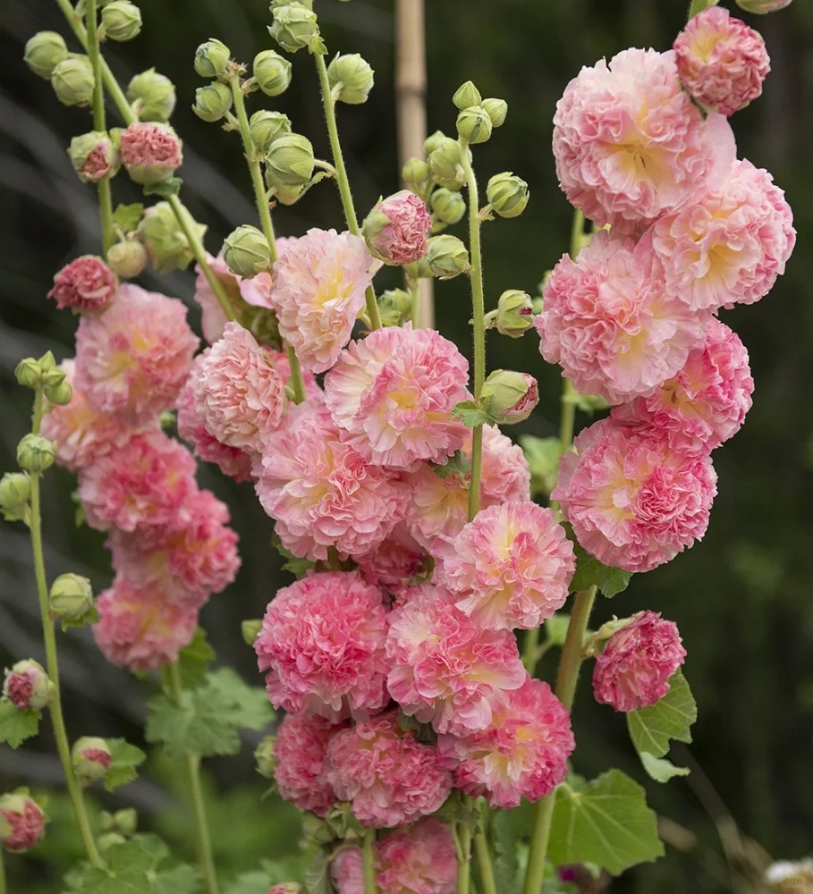 🎉Hot Sale🦋 Multi-Colored Hollyhock Seeds
