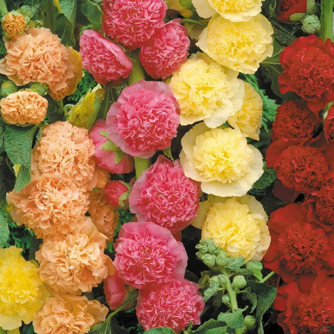 🎉Hot Sale🦋 Multi-Colored Hollyhock Seeds