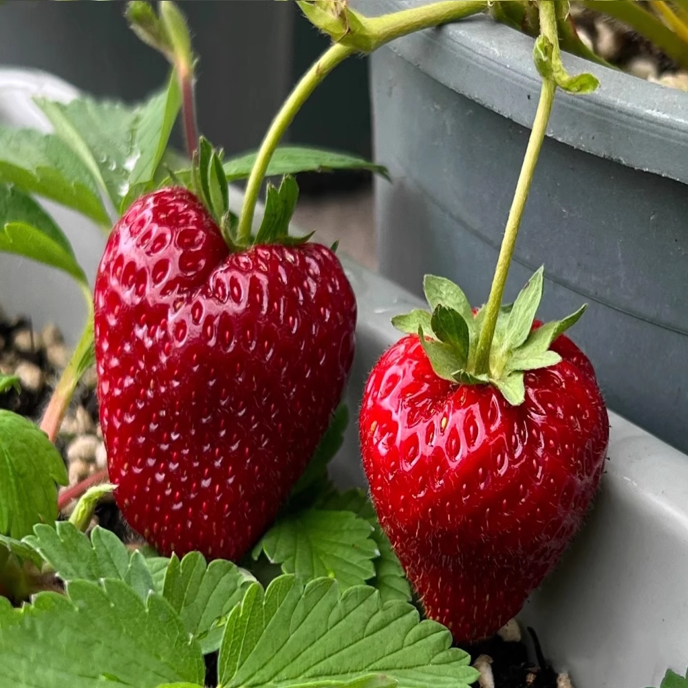 🥰New Variety✨🍓Black Pearl Strawberry Seeds