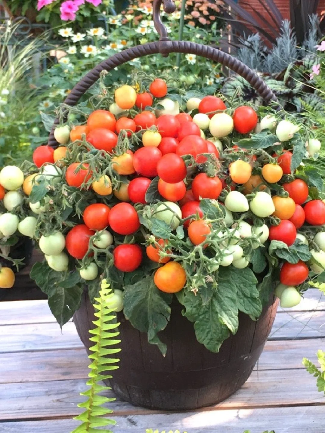 🍒 56% OFF🔆Dwarf Bonsai Cherry Tomatoes