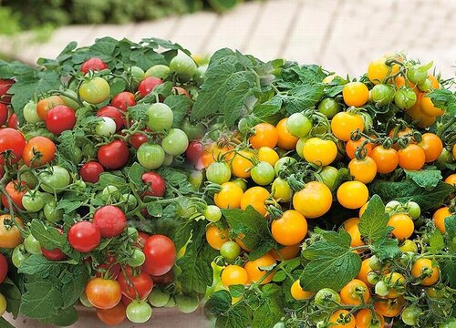 🍒 56% OFF🔆Dwarf Bonsai Cherry Tomatoes