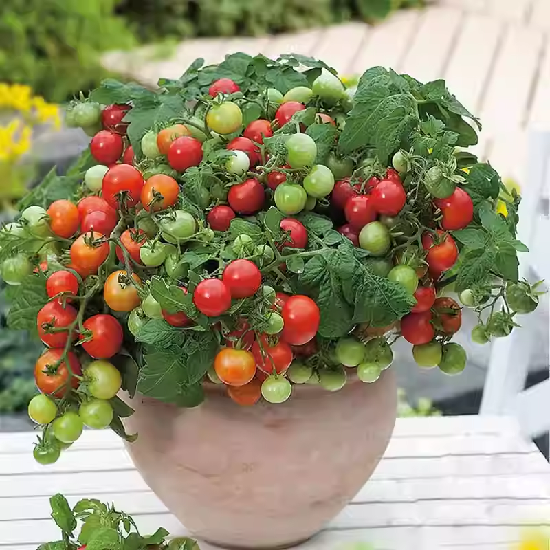 🍒 56% OFF🔆Dwarf Bonsai Cherry Tomatoes