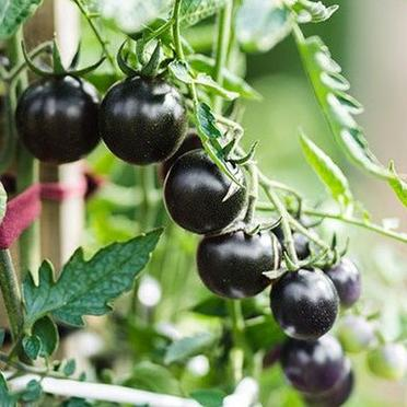 🍒 56% OFF🔆Dwarf Bonsai Cherry Tomatoes