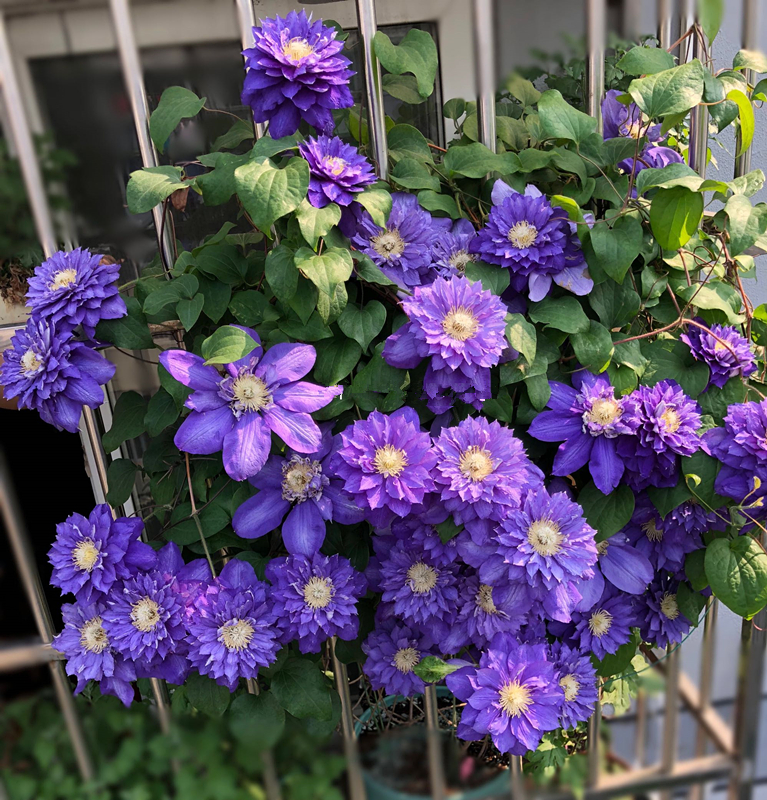 🎉56% OFF🔥Climbing Clematis Seeds💜