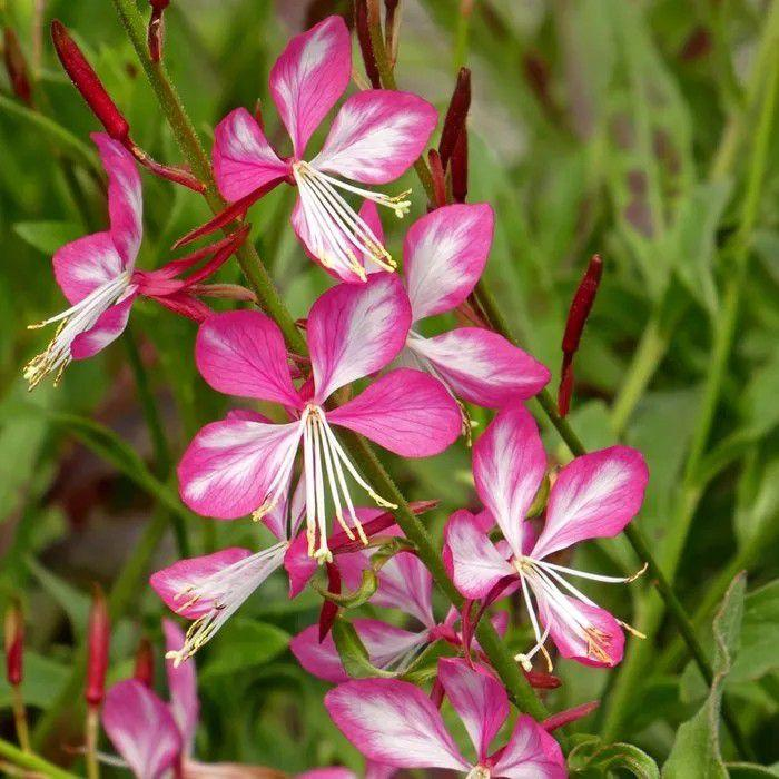 Mountain myrtle seeds plover seeds