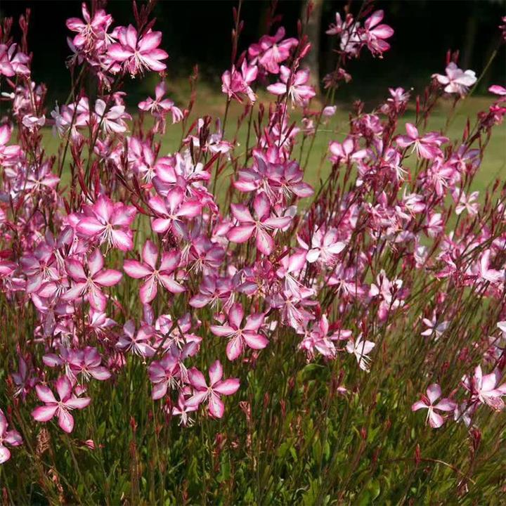 Mountain myrtle seeds plover seeds