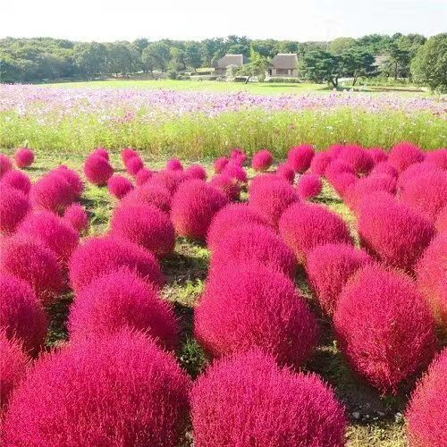 ⭕Colorful Kochia Seeds