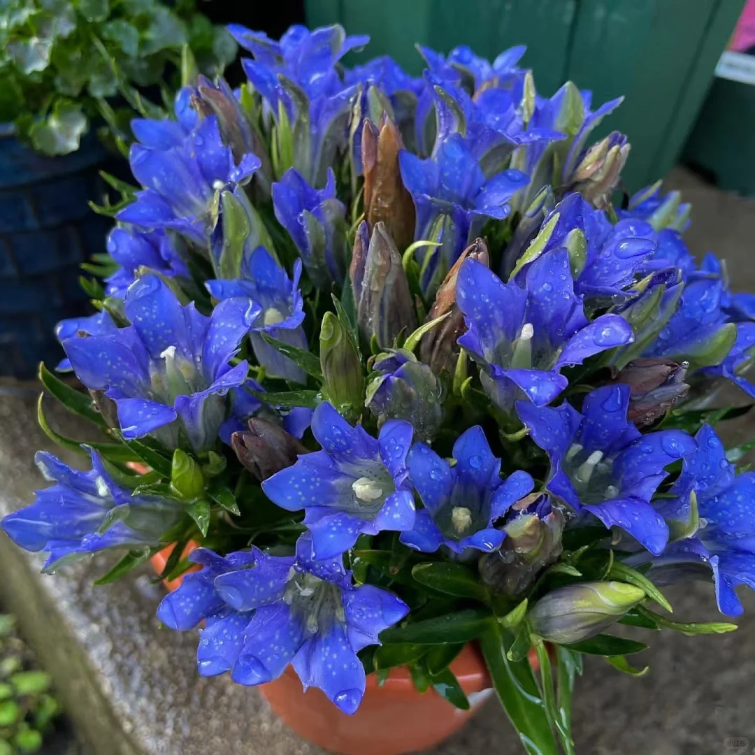 💥Hot selling💜Gentian Flower Seeds🐉