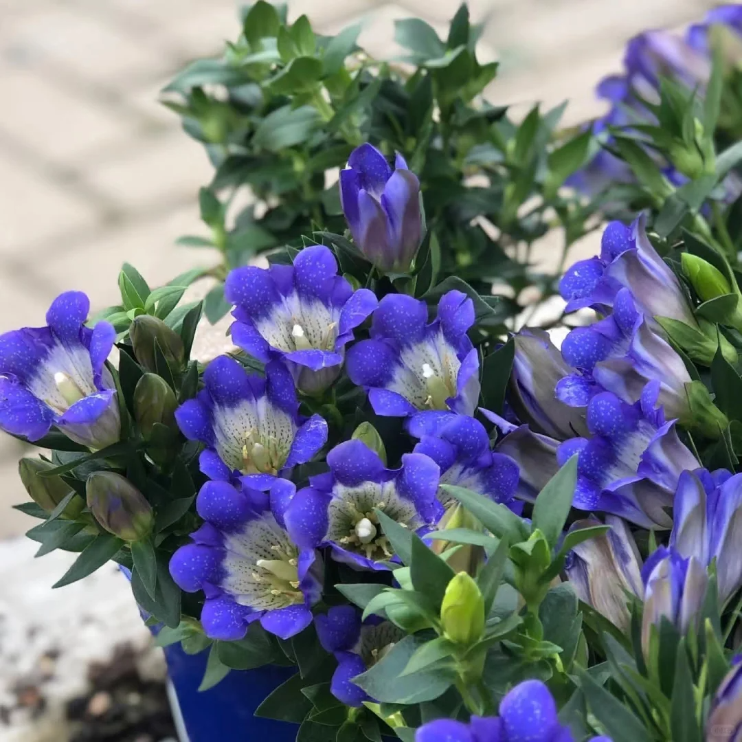 💥Hot selling💜Gentian Flower Seeds🐉
