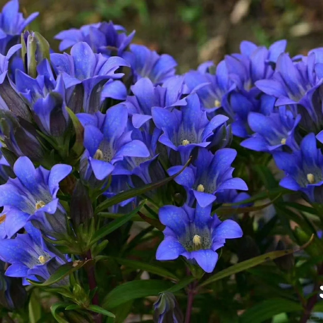 💥Hot selling💜Gentian Flower Seeds🐉