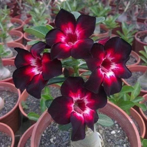 2 Pcs Rainbow Desert Rose Seeds ✨✨ LAST DAY 58% OFF 