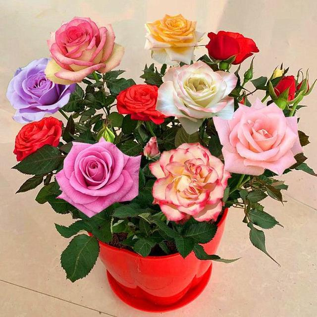 🔥New spring products🌈Rainbow multi-color roses seeds🌹