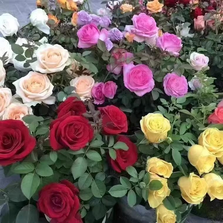 🔥New spring products🌈Rainbow multi-color roses seeds🌹