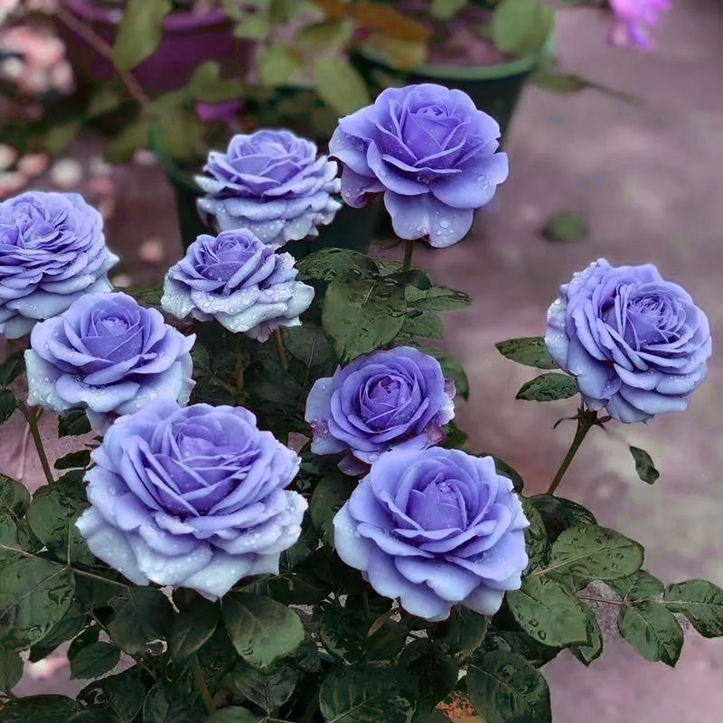 Proud white rose seed bonsai flower material-- Purity Love