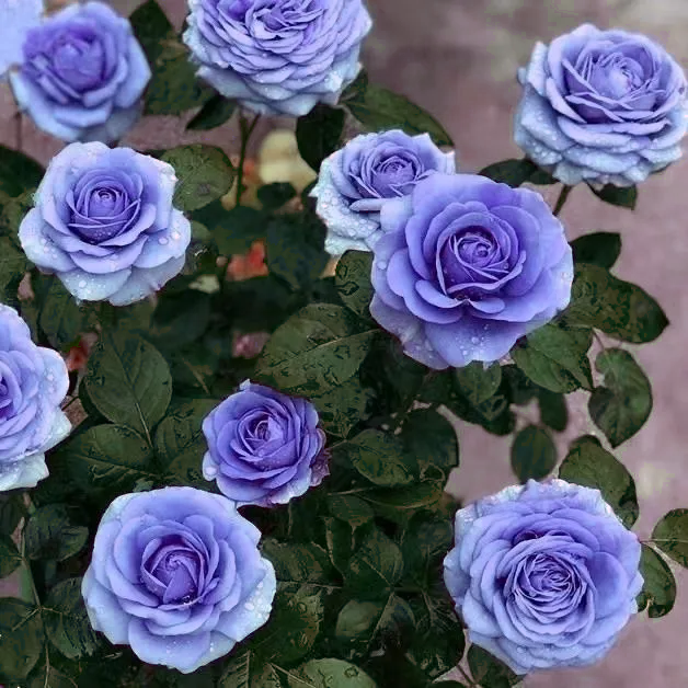 Proud white rose seed bonsai flower material-- Purity Love