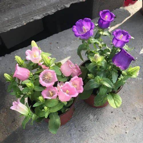 Multicolor Campanula Seeds🎐