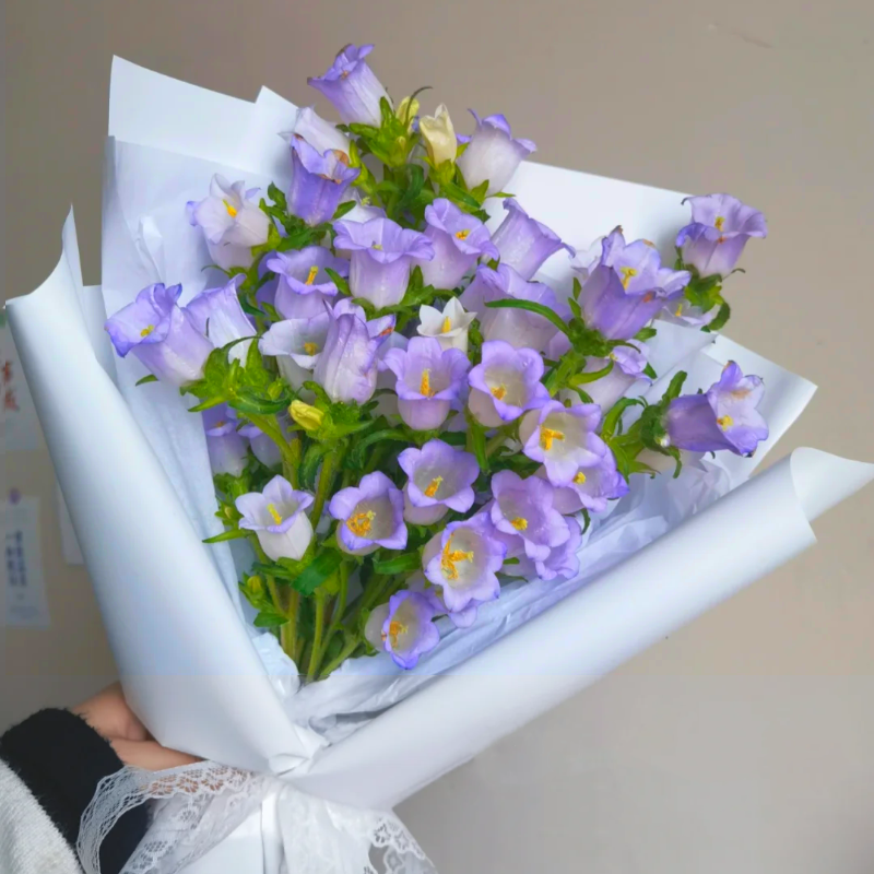 Multicolor Campanula Seeds🎐