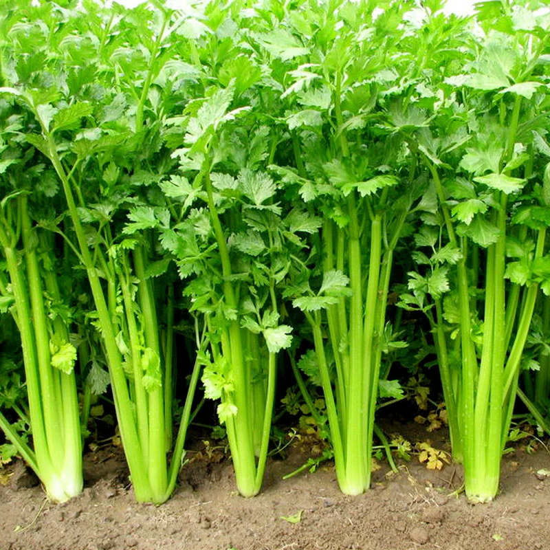 Celery Tango Organic