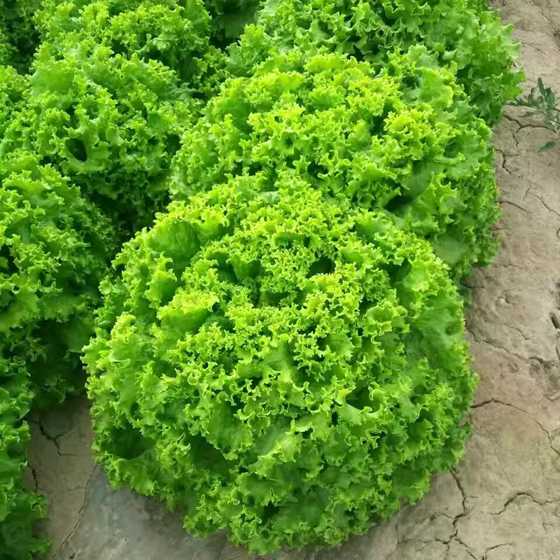 Celery Tango Organic