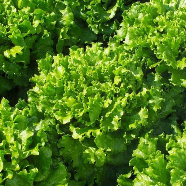 Celery Tango Organic