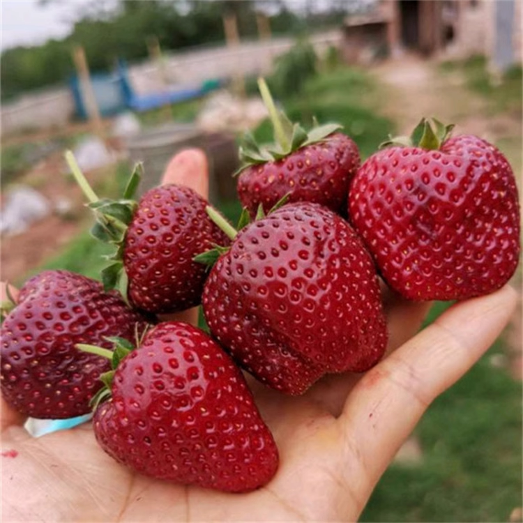 🥰New for Spring✨🍓Black Pearl Strawberry Seeds