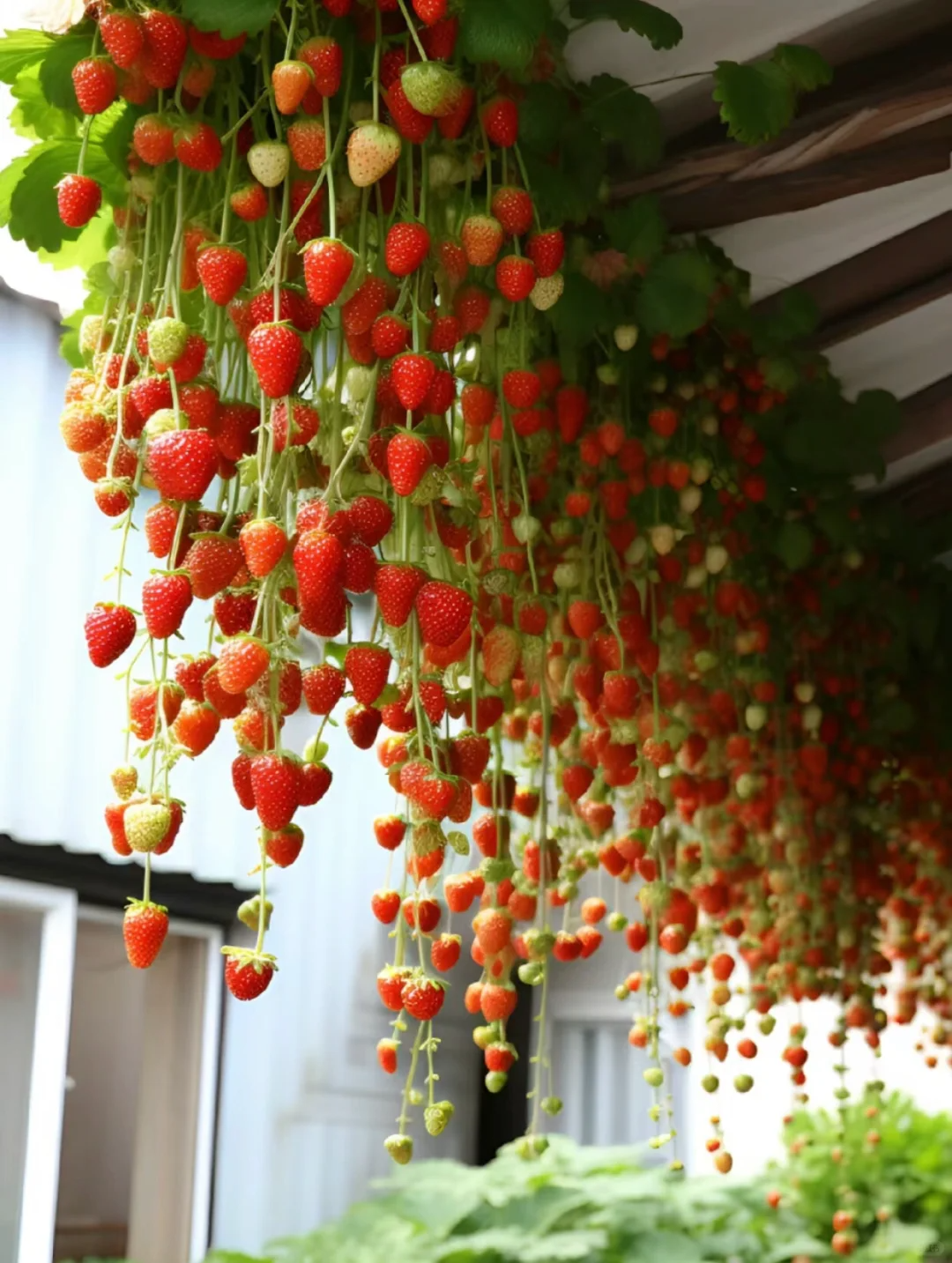 Draping Strawberry Seeds🍓