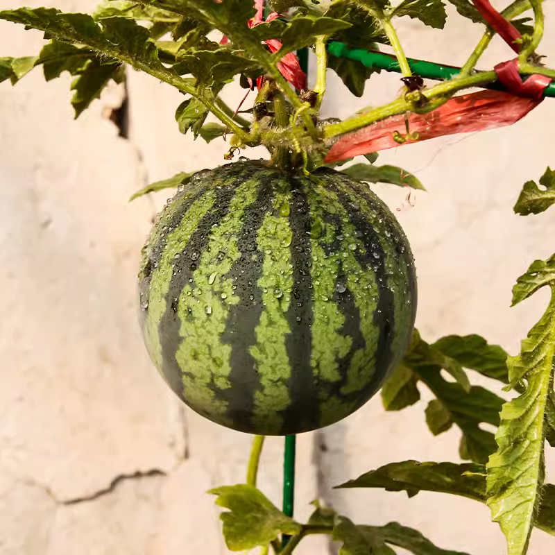 🍉Hot Selling🪴Bonsai Watermelon Seeds