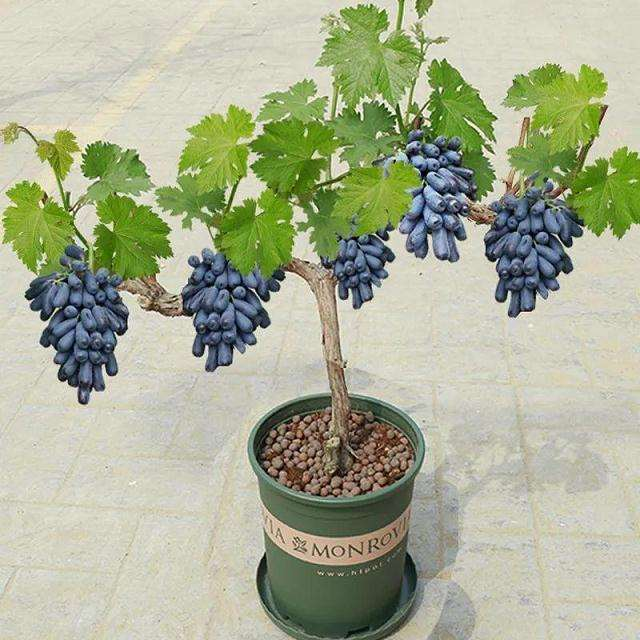 Bonsai Fruit Seed Balcony Garden