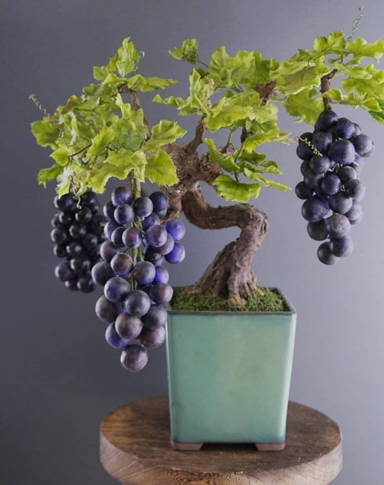 Bonsai Fruit Seed Balcony Garden