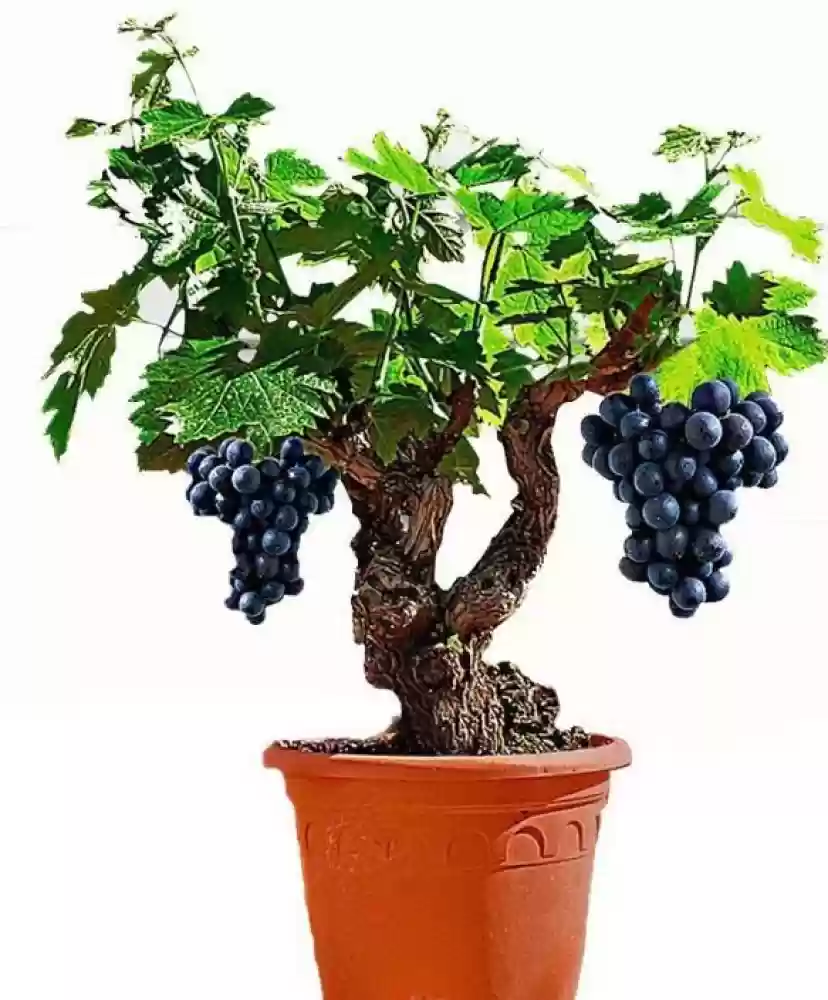 Bonsai Fruit Seed Balcony Garden