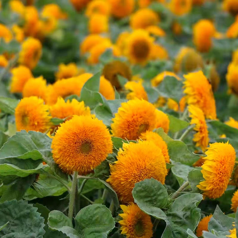 🐻Teddy Bear Sunflower Seeds🌻