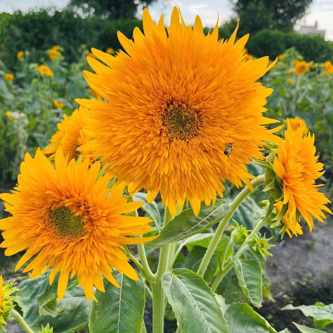 🐻Teddy Bear Sunflower Seeds🌻