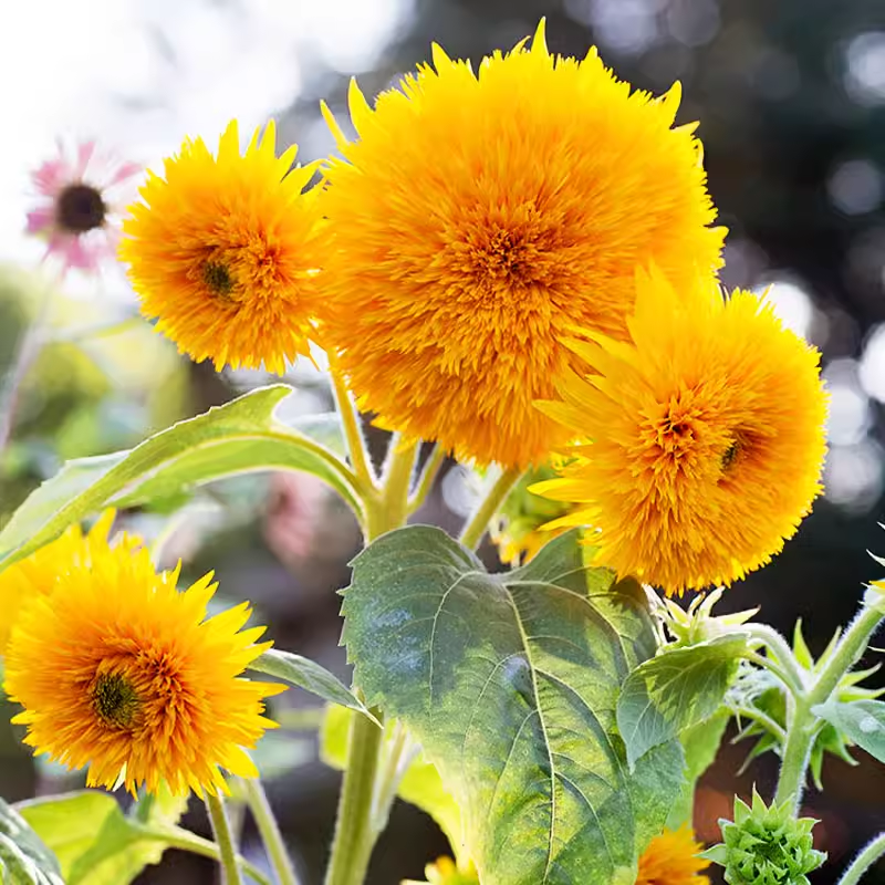 🐻Teddy Bear Sunflower Seeds🌻