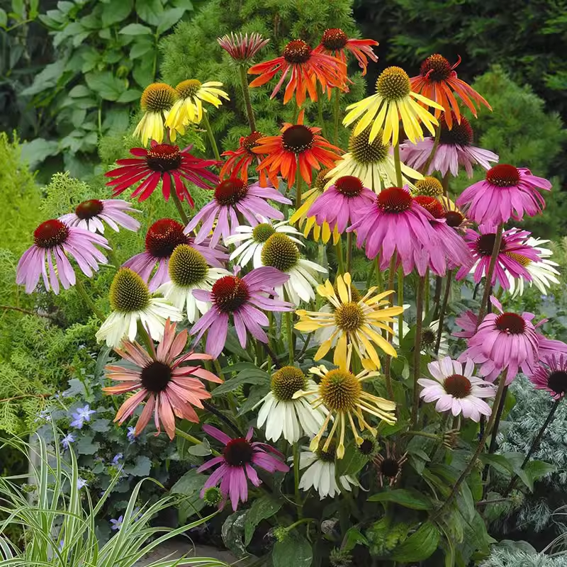 ☀️Multicolor Coneflower Seed Mix Rudbeckia Seeds