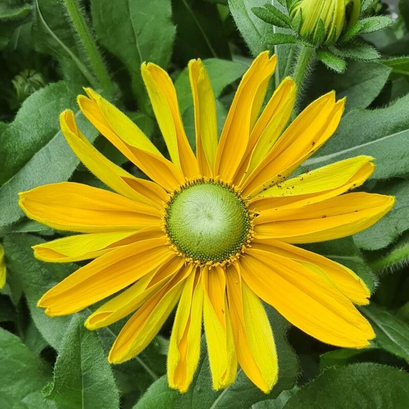 ☀️Multicolor Rudbeckia Seeds Mix Coneflower Seed 