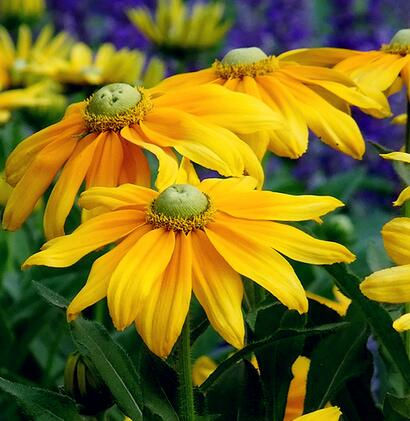 ☀️Multicolor Rudbeckia Seeds Mix Coneflower Seed 