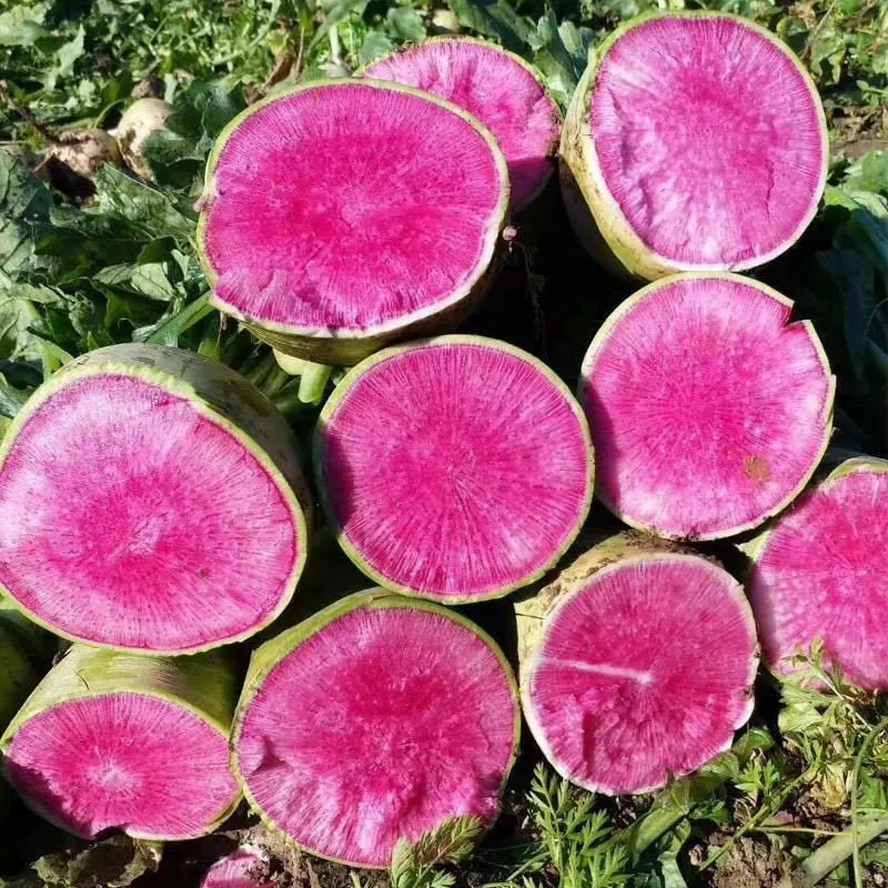 🍉Giant Fruit Radish Seeds🥕