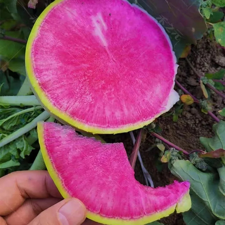 🍉Giant Fruit Radish Seeds🥕
