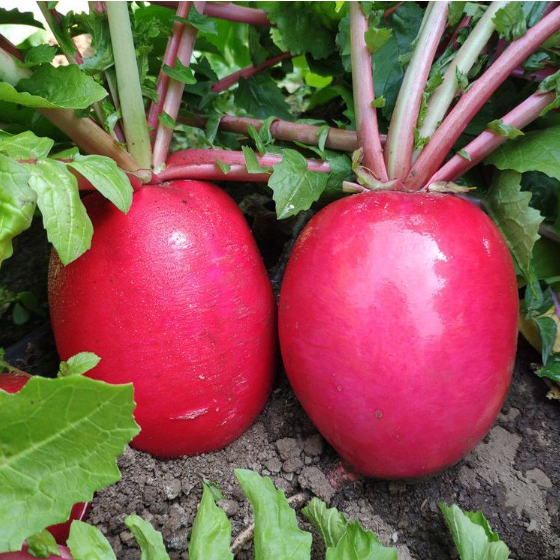 🍉Giant Fruit Radish Seeds🥕