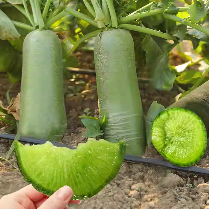 🍉Giant Fruit Radish Seeds🥕